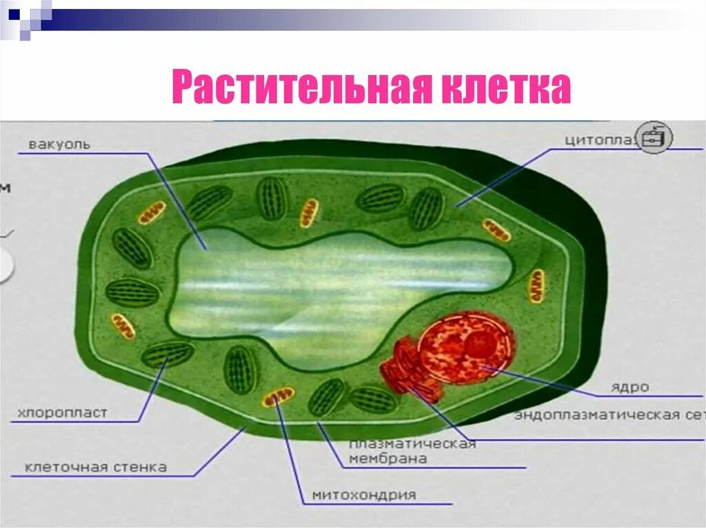 Растительная клетка утверждения. Органоиды клетки растения рисунок. Части органоиды растительной клетки. Структура клетки растения схема. Строение органелл растительной клетки.