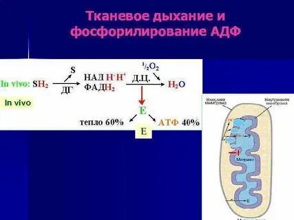 Процесс тканевого дыхания
