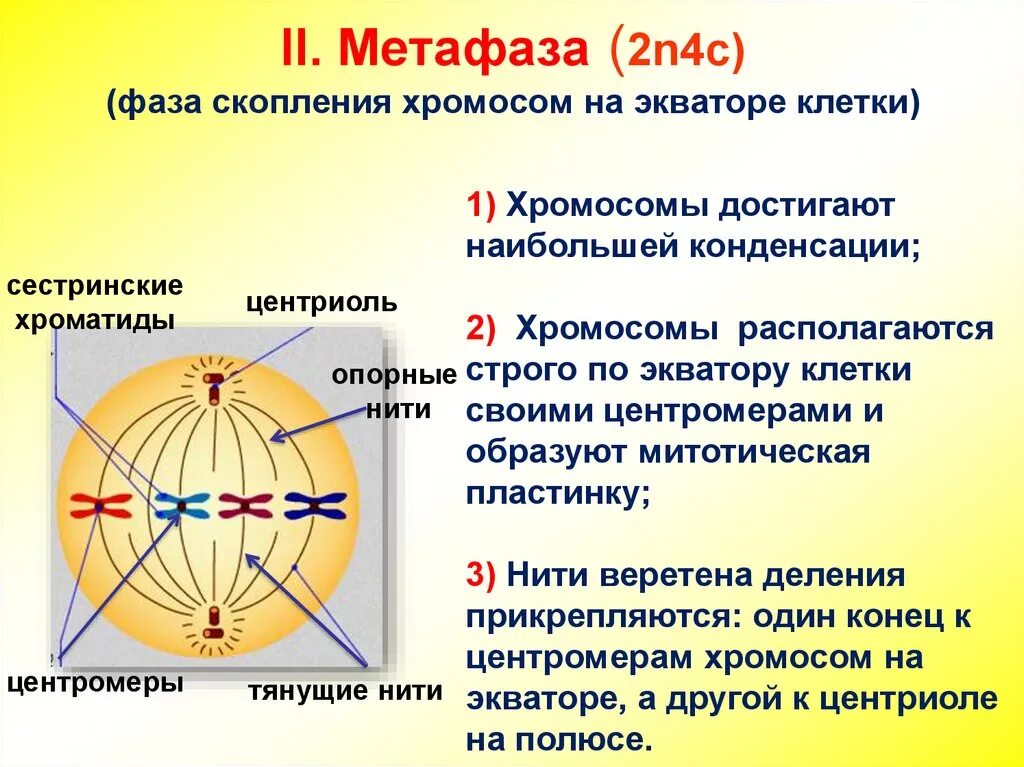 Профаза митоза сколько хромосом. Метафаза 2n4c. Метафаза 2 митоза. Фазы деления мейоза метафаза. Метафаза 2 процессы.