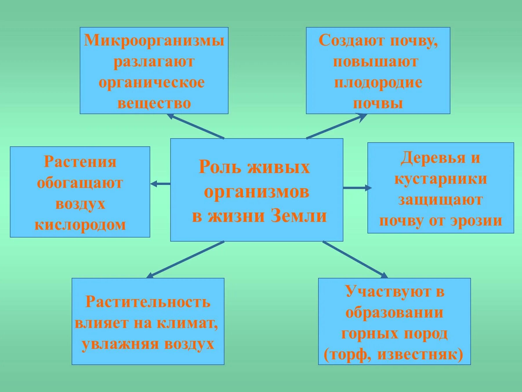 Роль живых организмов 5 класс биология. Роль живых организмов в природе и жизни человека. Значение живых организмов в природе и жизни человека. Значение живых организмов в природе.