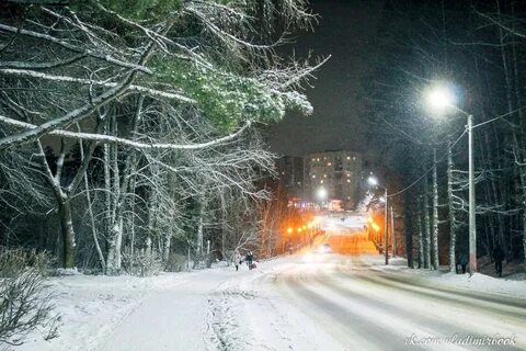 Мур вербовский