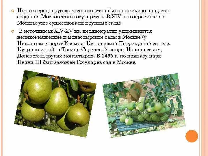 Плодоводство сообщение 4 класс. Плодоводство сообщение 4 класс