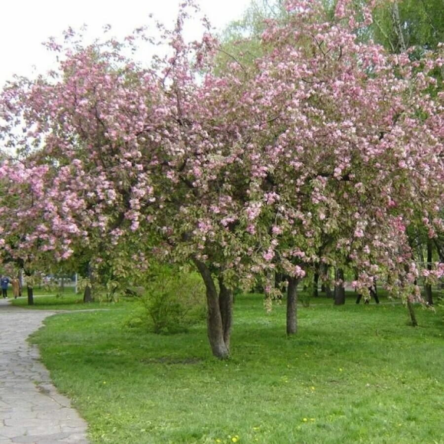 Сорта яблони декоративная фото. Яблоня макамик. Яблоня краснолистная роял. Яблоня 'скарлет', malus 'scarlet',. Сорта яблони декоративная фото.