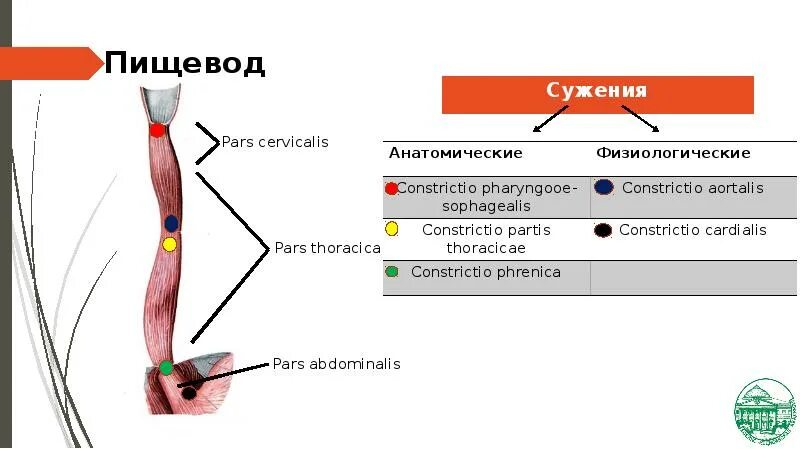 Положение пищевода