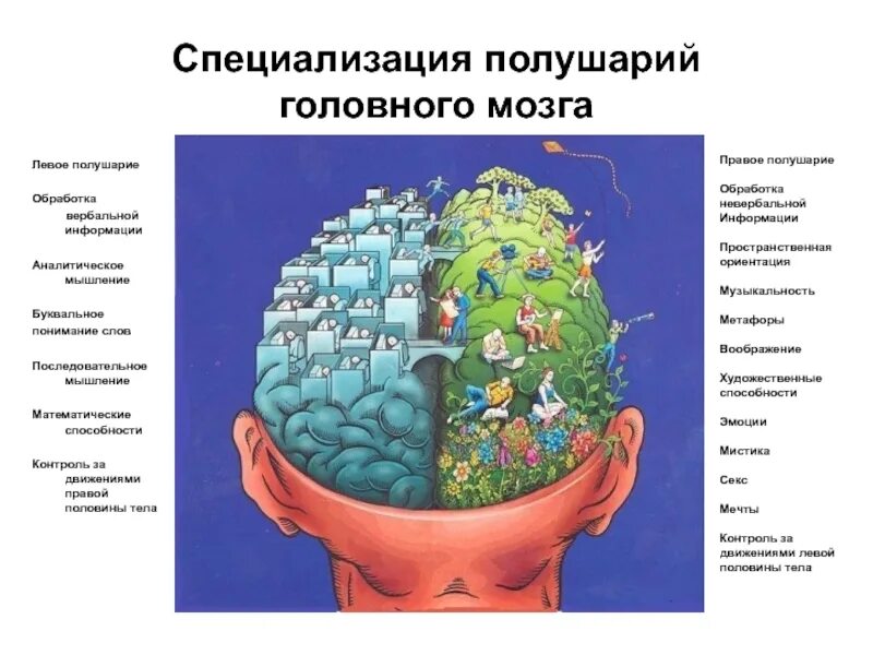 Правом полушарии. Специализация полушарий головного мозга. Сферы специализации левого и правого полушарий головного мозга. Специализация правого полушария. Специализация левого полушария.