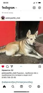 Кличка пса