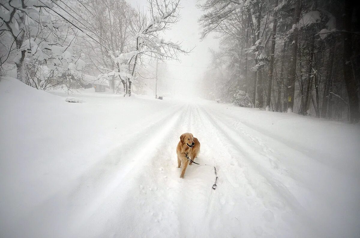 It s going to snowing snow. It s going to snowing snow
