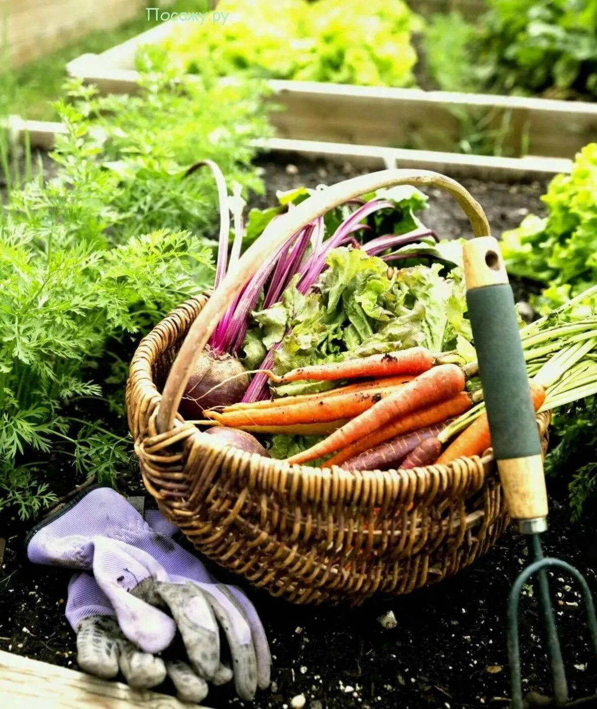 Теплица с урожаем. Хобби садоводство. Дача сад огород. Посадка растений в саду. Растения огорода.