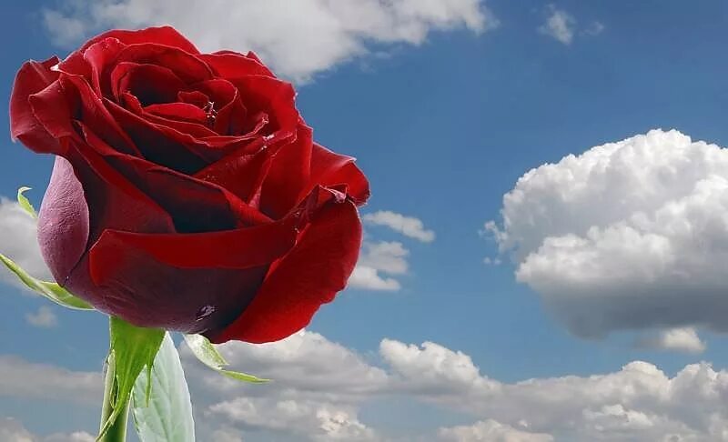 Подарю тебе розу слова. Стихи о Розе в тумане. Я дарю эту розу каждой женщине которая сейчас грустит картинка.