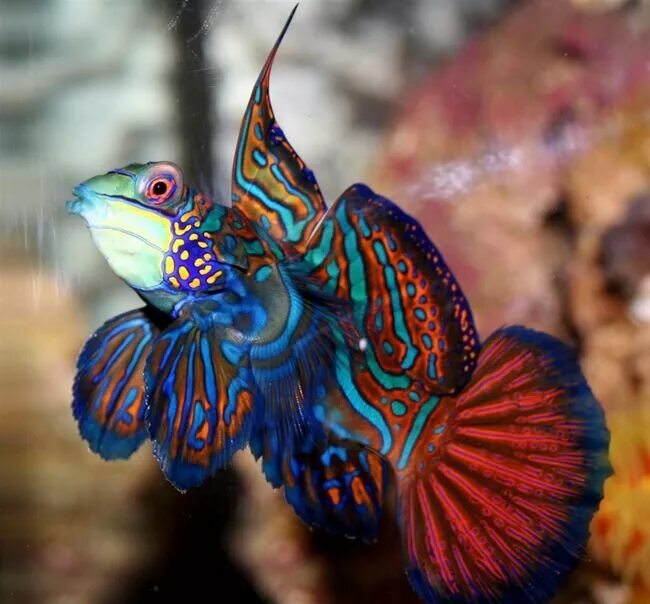 Мандаринка рыба. Аквариумная рыбка мандаринка. synchiropus splendidus. мандаринка (synchiropus splendidus). мандаринка (китайский окунь).