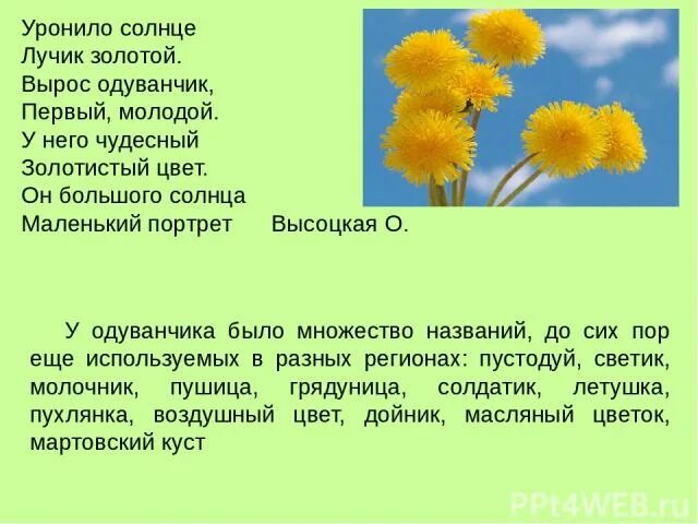 Уронило солнце лучик золотой вырос одуванчик первый. Одуванчик Высотская 2 класс. Стих про одуванчик.