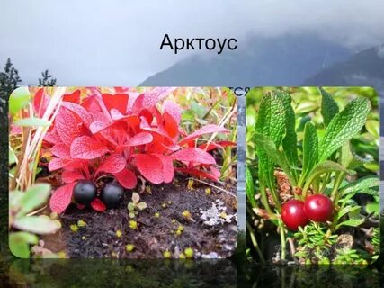 Субарктика 8 класс география