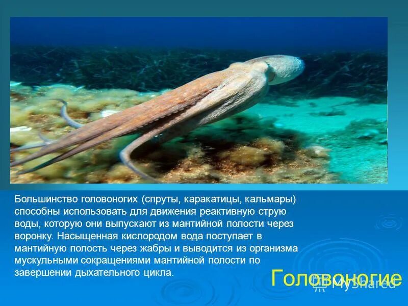 Реактивное движение кальмара схема. Головоногие моллюски 7 класс. Реактивный способ движения у головоногих моллюсков. Движение головоногих моллюсков. Движение головоногих.