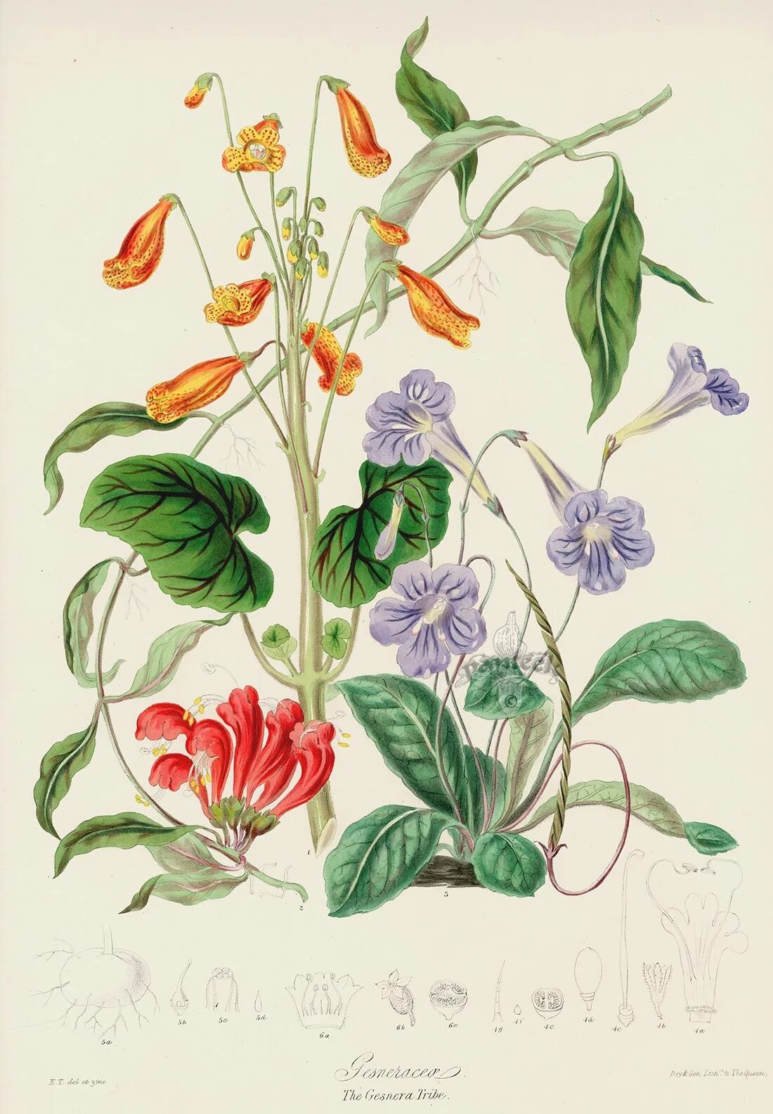 Ботанические иллюстрации Elizabeth Twining. Маргаритка Botanical. Ботаническая иллюстрация Джона Уилкерса. Красивая ботаника