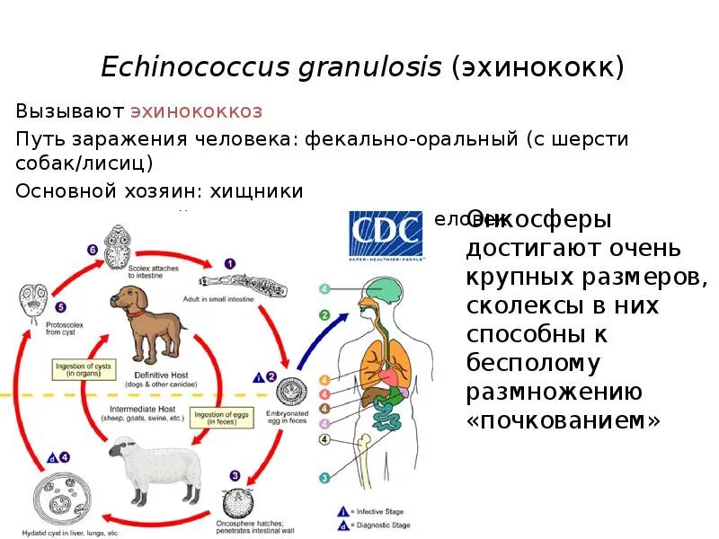 Можно ли считать человека промежуточным хозяином эхинококка. Эхинококк промежуточный хозяин. Эхинококк жизненный цикл. Эхинококкоз пути заражения человека. Эхинококкоз пути заражения.