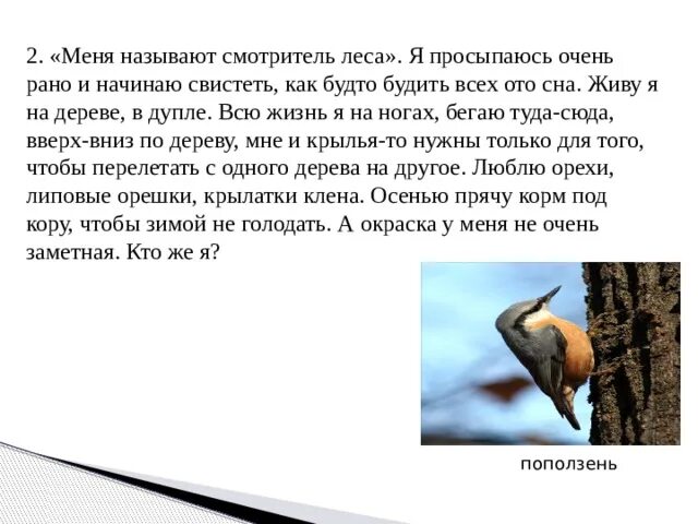 Какие птицы ищут корм под корой деревьев