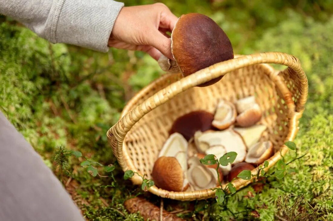 Хороша грибами время года. Сбор грибов. Корзинка для собирания грибов. Грибы в лесу. Собирать грибы.