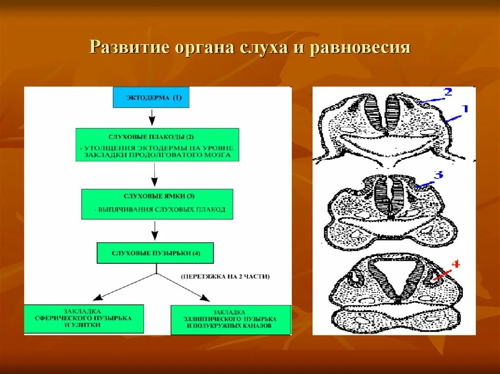 Формирование органов человека. Источники развития структур органа слуха и равновесия. Источник развития органа слуха. Эмбриональное развитие органа слуха гистология. Развитие органа слуха и равновесия гистология.