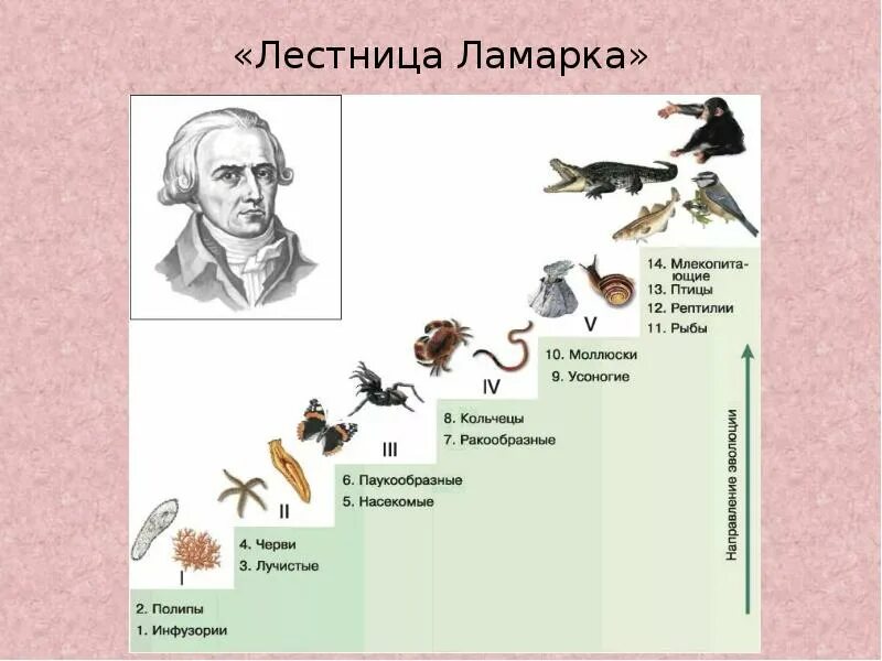 Причины эволюции живых организмов. Эволюционная теория Ламарка лестница. 6 Ступеней градации Ламарка. Лестница существ в теории градации Ламарка.