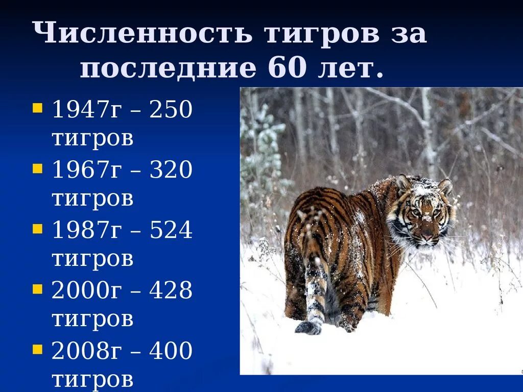 Амурский тигр численность 2022. Численность амурских тигров. Численность популяции Амурского тигра. Уссурийский тигр численность.