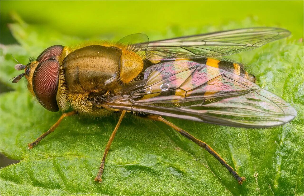 Отряды насекомых Двукрылые. Отряд Двукрылые (Diptera). Отряд Двукрылые журчалка. Отряд двукрылые мухи