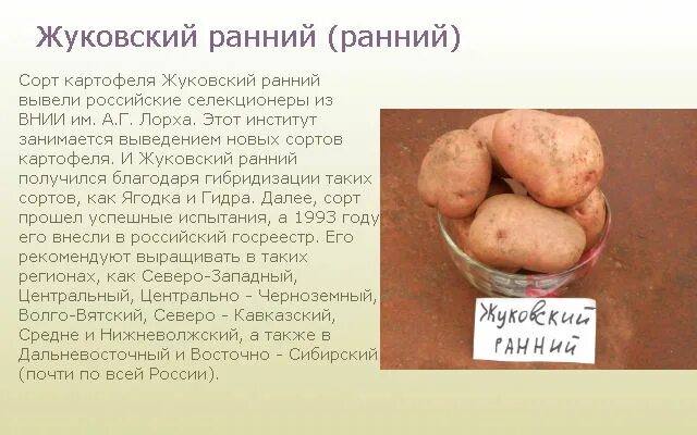 Картофель жуковский ранний описание сорта характеристика. Сорт картофеля Матрешка. Сорт картошки Матрешка. Сорт картофеля Жуковский ранний. Картофель семенной Жуковский ранний.