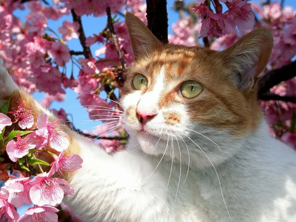 Весенняя кошечка. Кошки весной.