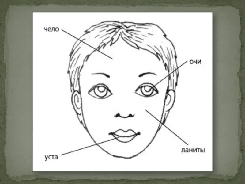 Части лица названия. Старорусские названия частей лица. Устаревшие названия частей лица. Название частей лица в старину.