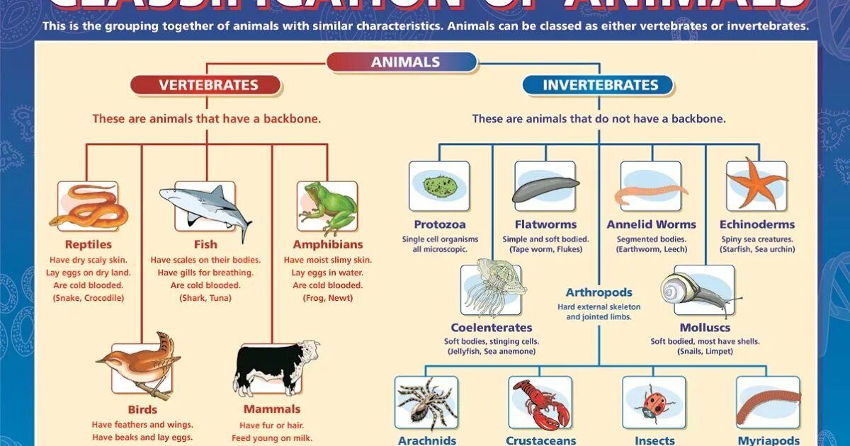 Тест позвоночные 7 класс. Classification of animals. Классификация животных на английском. Млекопитающие рыбы птицы. The study of animal languages.