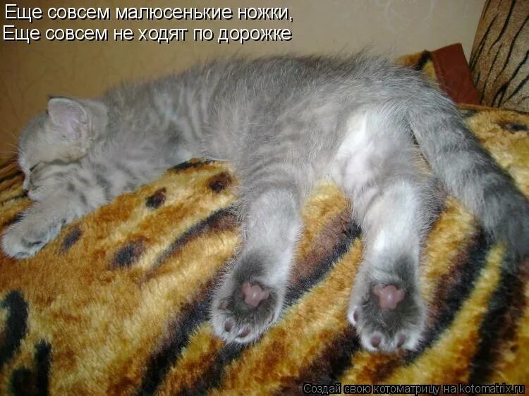 кот сметану не ел. ещё малюсенькие ножки совсем не ходят по дорожке. ещё совсем малюсенькие ножки. песня еще совсем малюсенькие. песня еще совсем малюсенькие.