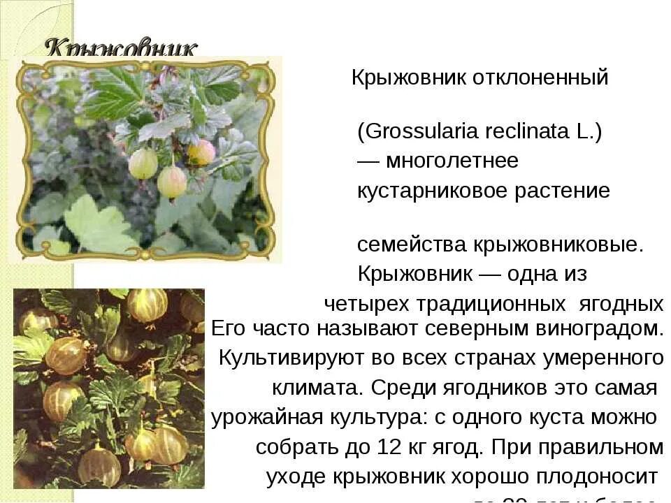 Крыжовник кустарник описание. Какие витамины в крыжовнике