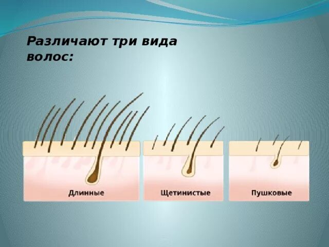 Различия волос. Разные структуры волос. Строение и типы волос. Типы структуры волос. Структура волоса.