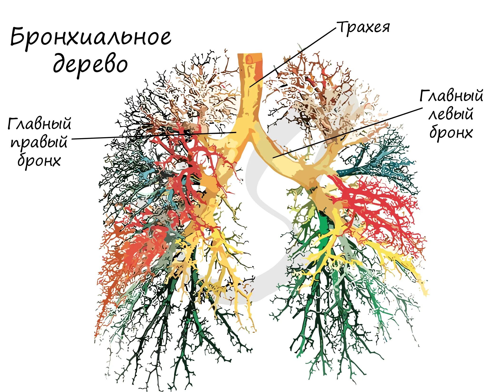 Дыхательная система бронхиальное дерево. Трахея бронхиальное дерево строение. Трахея и бронхиальное дерево. Бронхиальное дерево. Трахея и бронхиальное дерево.
