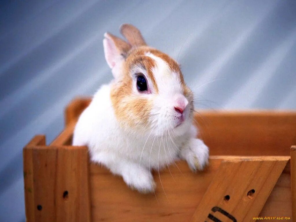 Кролик. Кролик фото. Кролик выглядывает. Рыжий кролик фото. Кролику 7 лет