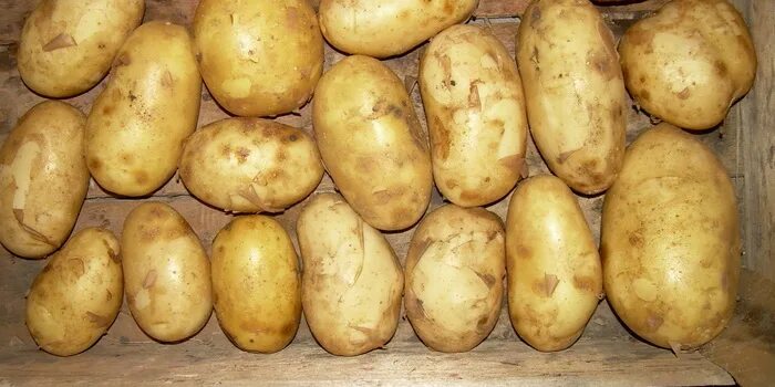 Картошка какой сорт лучше. Бронницкий сорт картофеля. картофель сорт арлекин. сорт картофеля афганка. джанго сорт картофеля.