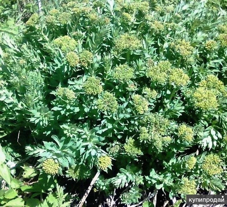 Корень женьшеня препараты. Ginseng forte 500 mg. Женьшеня настойка фл. Аналог женьшеня. Доппельгерц женьшень.