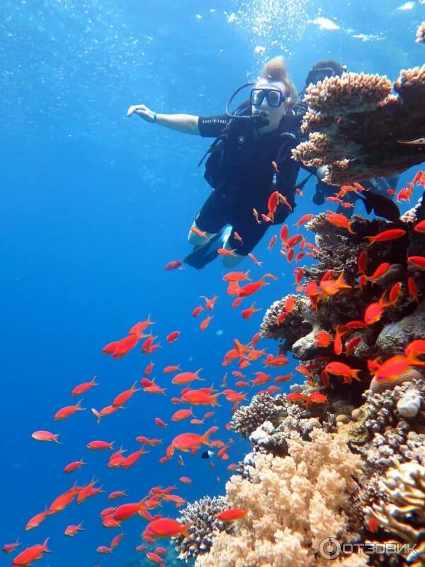 The Woman Who Has Spent Almost a Year of Her Life Underwater Marine life, Marine