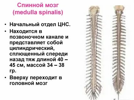 Спинномозговой канал это