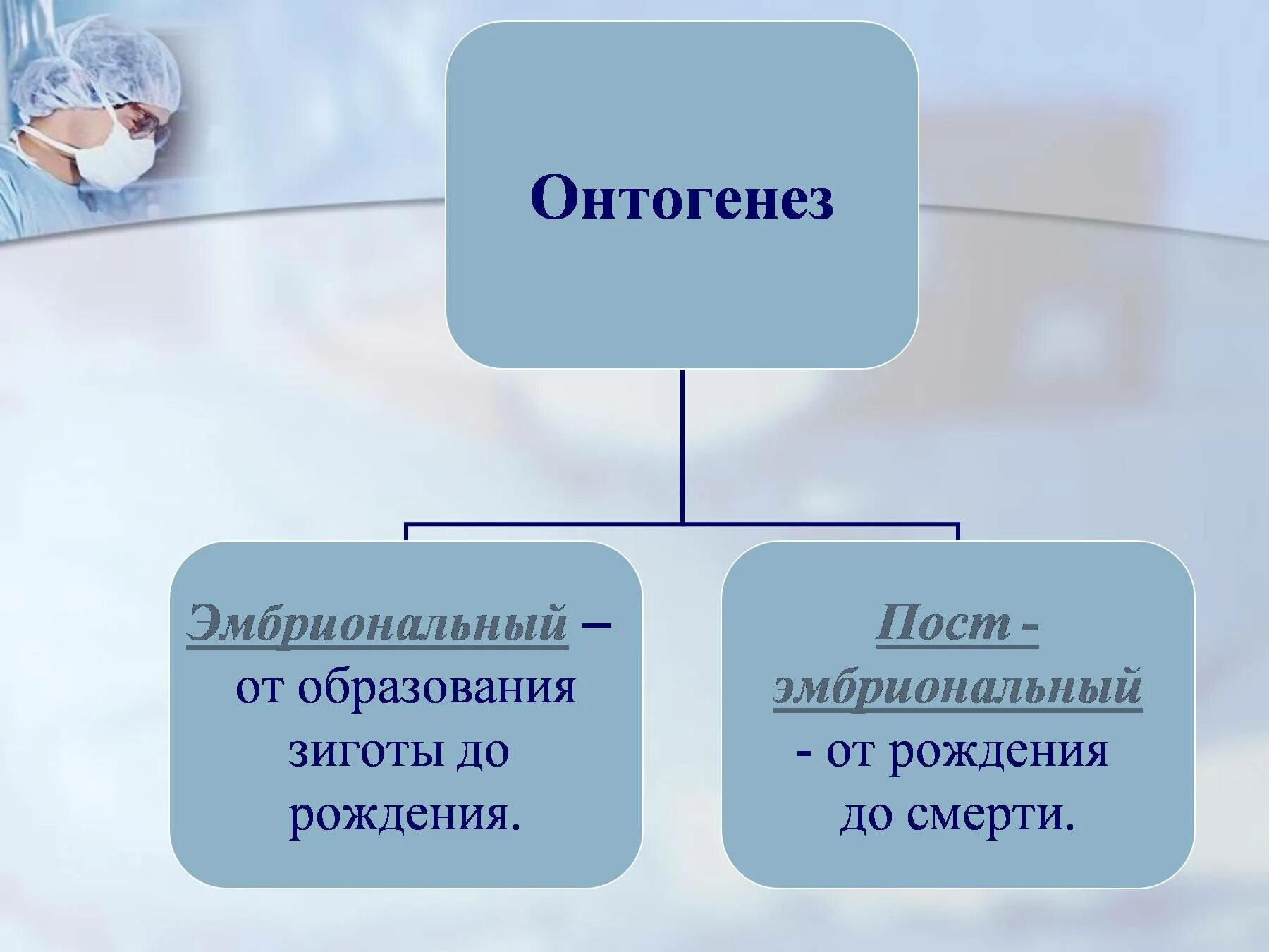 Онтогенез автор. Онтогенез. индивидуальное развитие. индивидуальное развитие организма онтогенез. индивидуальное развитие организма презентация.