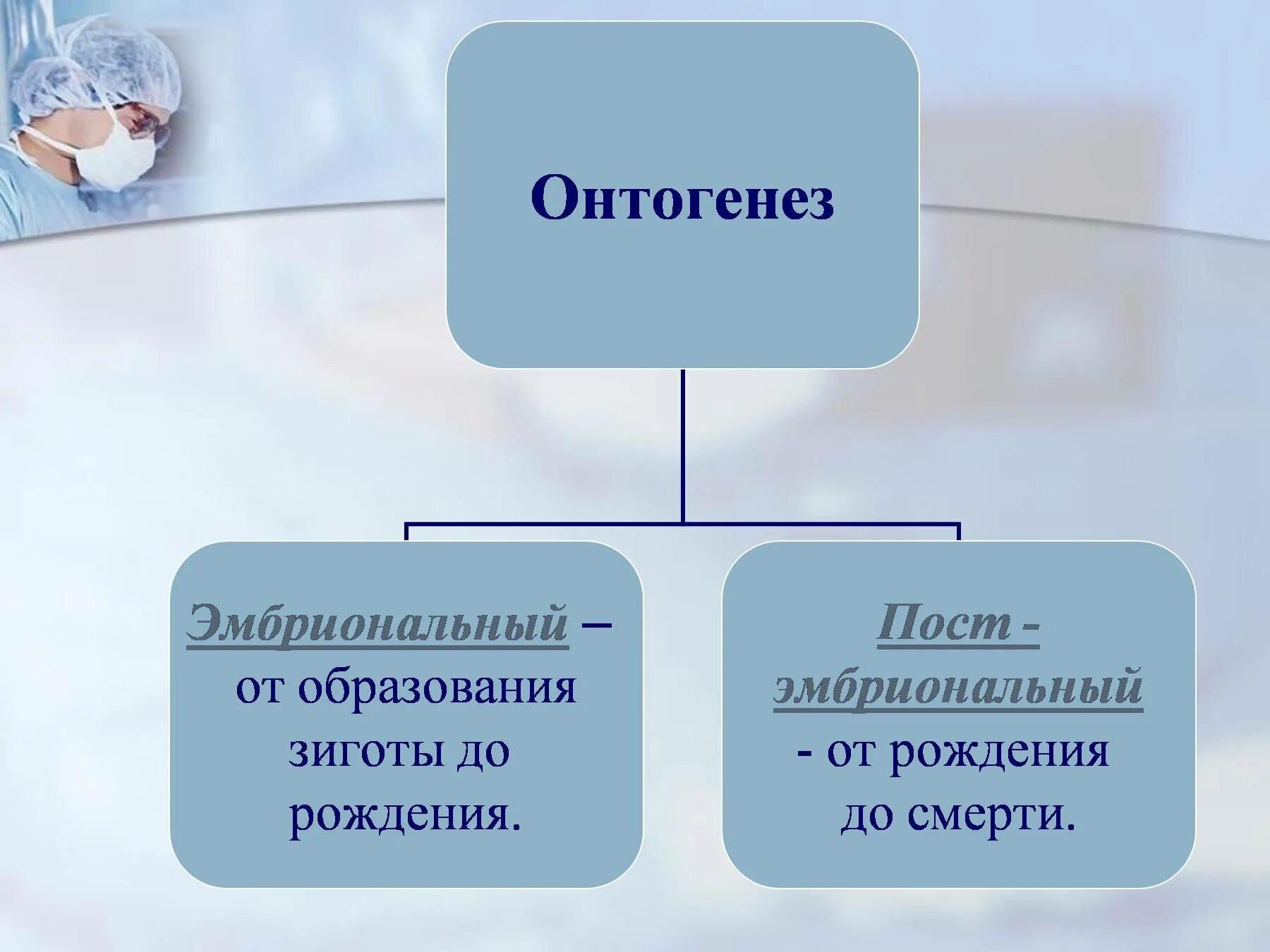 Дать определение онтогенез. Онтогенез. Индивидуальное развитие. Индивидуальное развитие организма онтогенез. Индивидуальное развитие организма презентация.