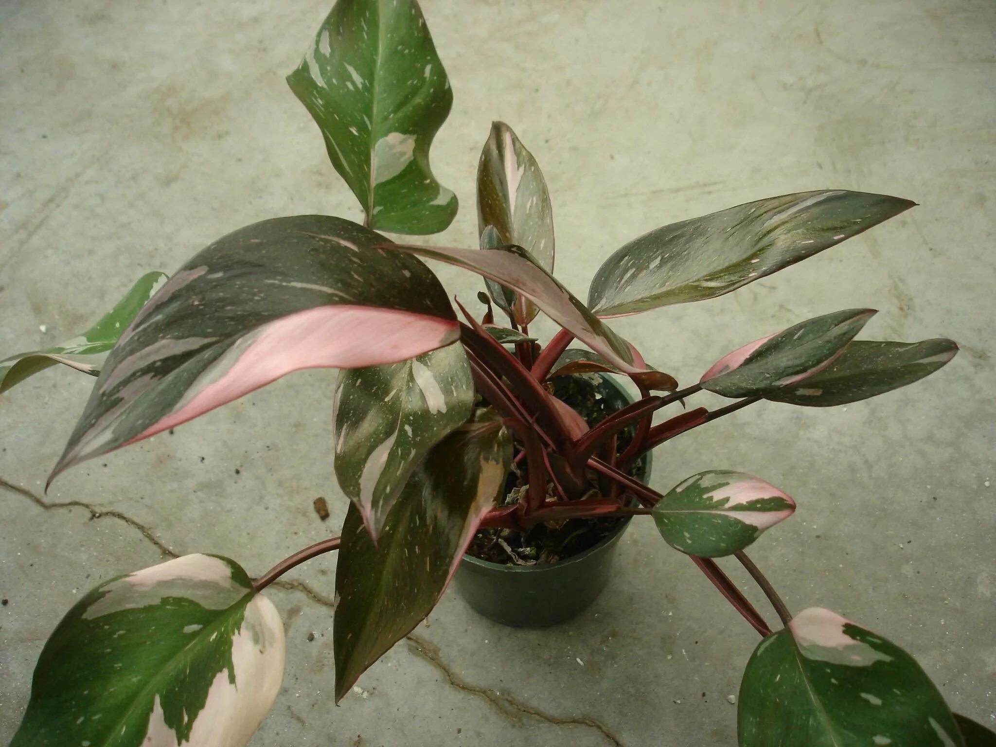 Филодендроны фото взрослых растений. Филодендрон Pink Princess. Филодендрон Нэрроу. Филодендрон розовая принцесса. Филодендрон cruentum.
