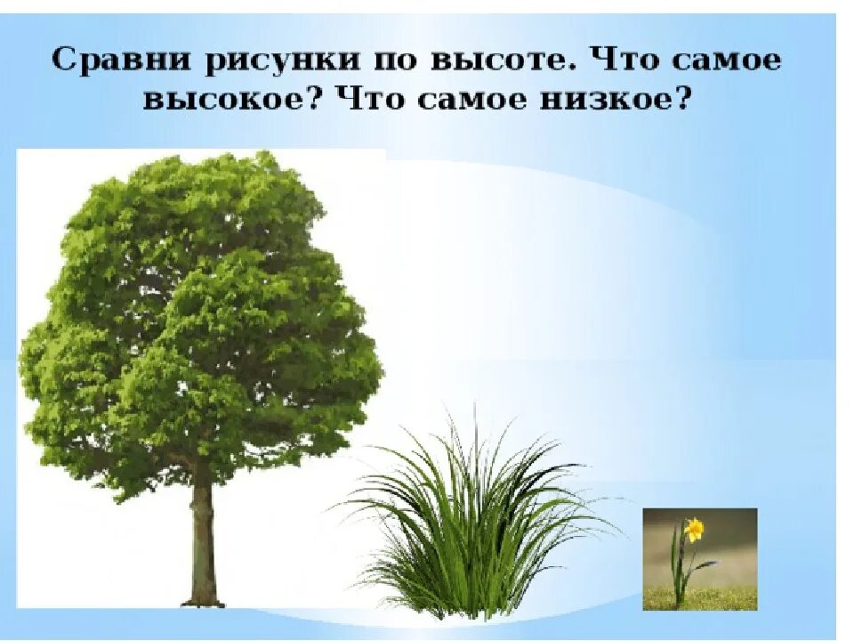 Сравнение по высоте в средней. Высокий - низкий. Низкий высокий деревья для детей дошкольного возраста. Презентация для малышей высокий низкий. Карточки "высокий - низкий".