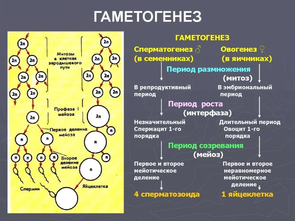 Сколько хромосом в яичниках