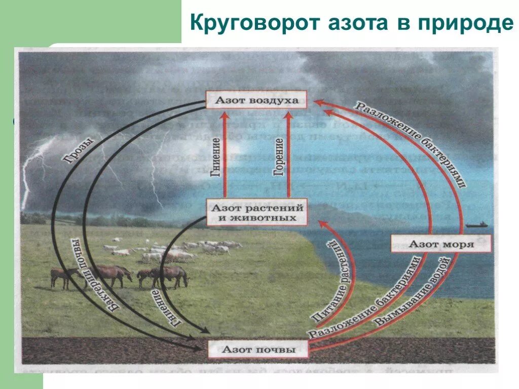 Азот в природе 9 класс. Круговорот азота (по ф.Рамаду, 1981). Биологический круговорот азота в природе. Круговорот атмосферного азота в природе. 9. Круговорот азота..