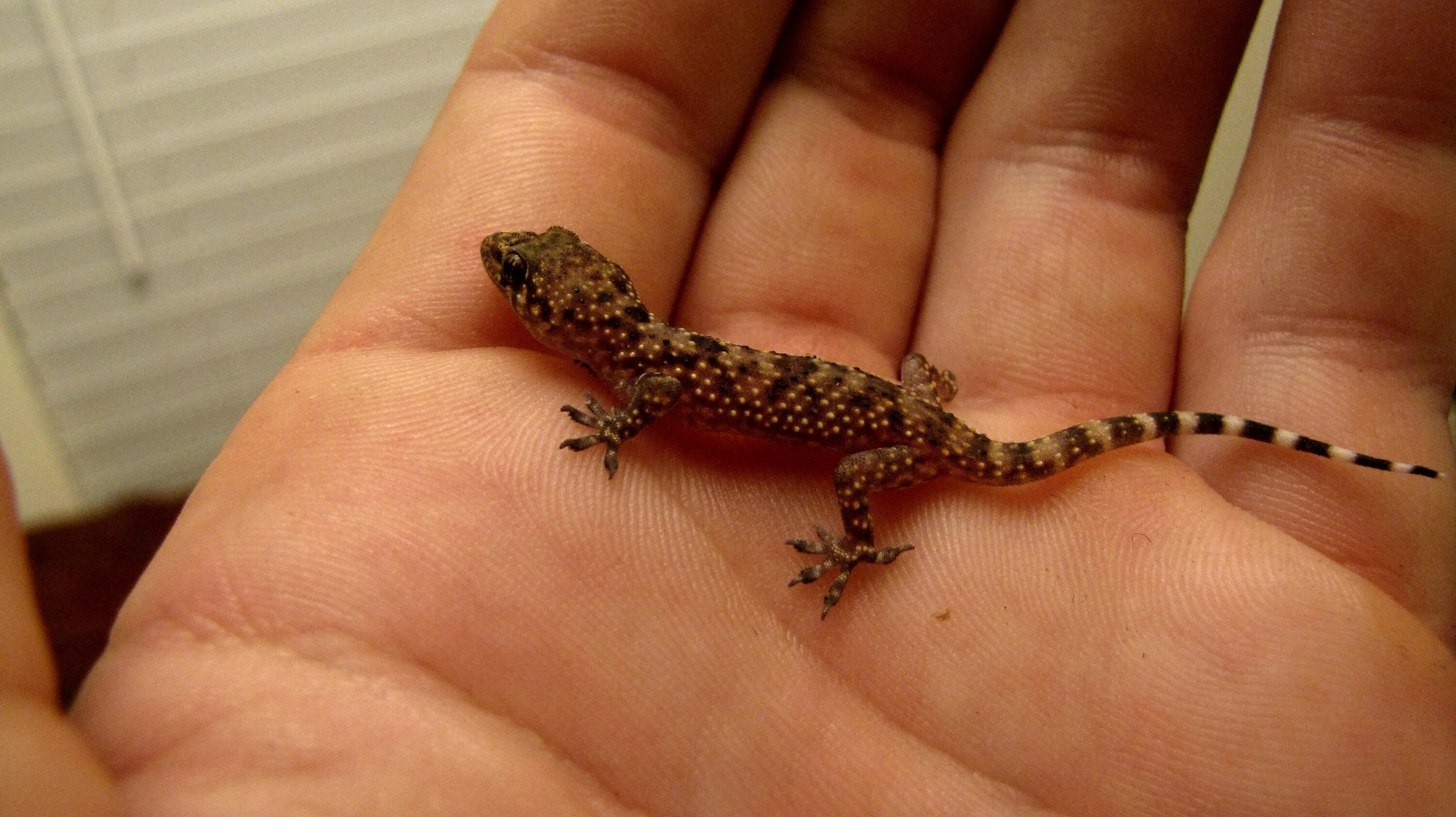 Карликовая ящерица. Карликовый геккон (Sphaerodactylus ariasae). Капский карликовый геккон. Ящерица эублефар. Геккон эублефар домик.