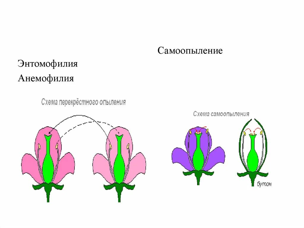 Схема самоопыления хвойные