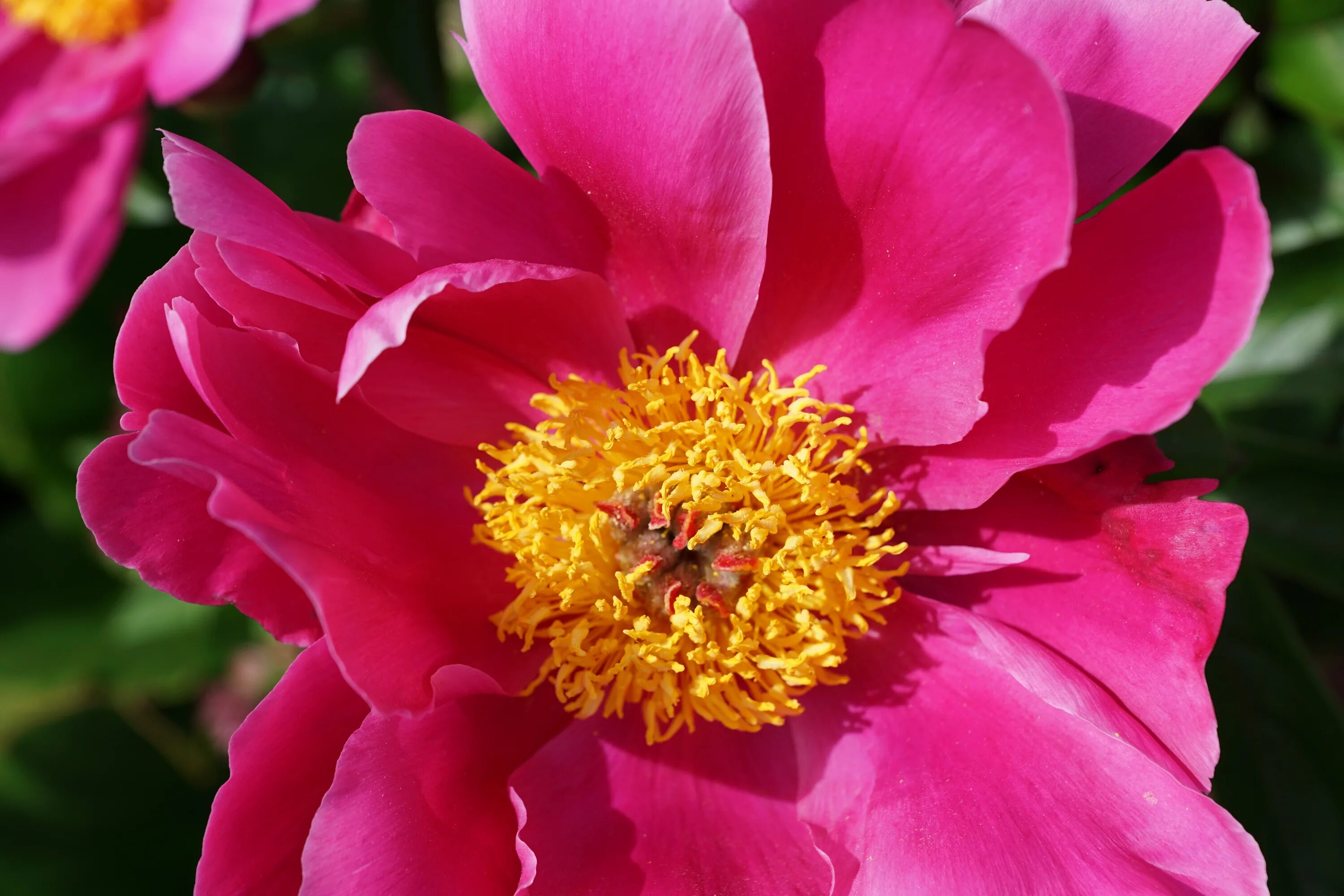 Пион джаст пичи. Peony blossom. Пион роуз харт. Пион дрезден пинк. Marguerite gerard пион.