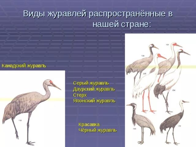 Тип журавля. Тип журавля