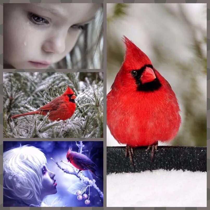 Фэнни флэгг рождество и красный кардинал. Фэнни флэгг книги рождество. Рождество и кардинал фэнни флэгг. Красный кардинал ольховская. Фэнни флэгг рождество.