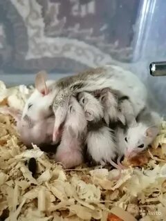 Содержание мышат